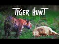 Tiger Hunt In Bandhavgarh Tiger Reserve 4K Video