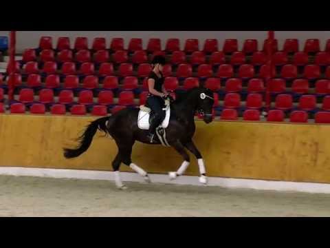 ROSAYA geb 12 St v Millennium x Rascalino