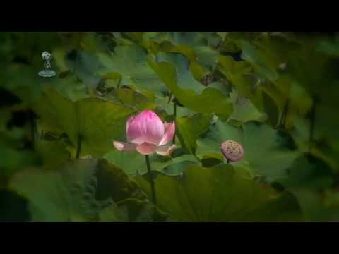 ZEN-MEN Medi-X Video_007 (Lotus)