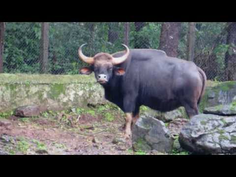 Bondla Zoo, Goa (Monsoon Special)