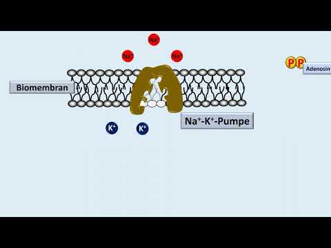 Rest and action potential
