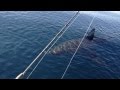 18+ Ft Great White Shark Stalks Boat on video (part 1 ...
