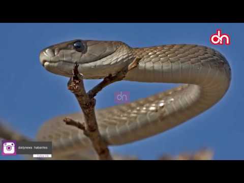 Namna ya kujiokoa na nyoka hatari koboko