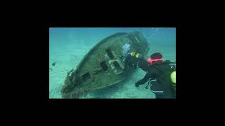 Amarilla Marina | PECIOS DE AMARILLA MARINA  - Santa Cruz de Tenerife Amarilla marina España foto 1