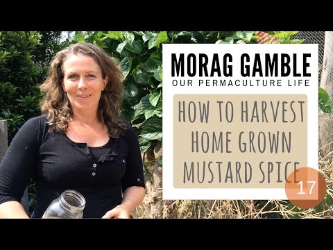 Spice it Up: How To Harvest Homegrown Mustard Spice with Morag Gamble, Our Permaculture Life