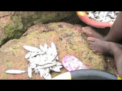 The Old Wharf Fishing Community (Part Four)  1