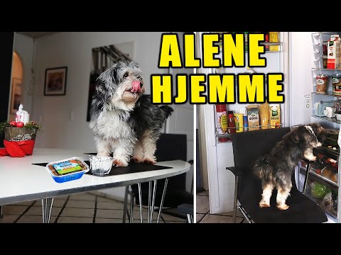 NÅR BUBBI ER ALENE HJEMME