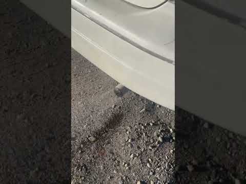 straight pipe 2002 Toyota Avalon #toyota #toyotaavalon #toyotacars