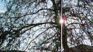 The Limousines - New Years Resolution