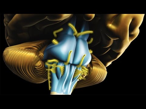 Neuroanatomie - Le tronc cérébral
