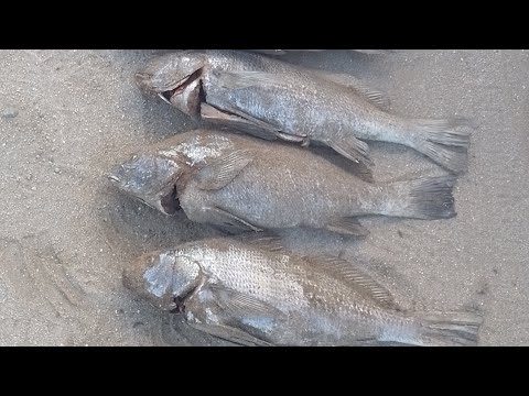 😱😱💥 Tremenda Pesca de CORVINAS NEGRAS en Mar Chiquita | La Banda del Pique🎣