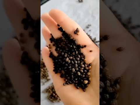 How to Use Papaya Seeds | Superfoods #shorts #papaya #zerowaste
