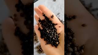 Download lagu How to Use Papaya Seeds | Superfoods #shorts #papaya #zerowaste mp3 Download lagu How to Use Papaya Seeds | Superfoods #shorts #papaya #zerowaste mp3