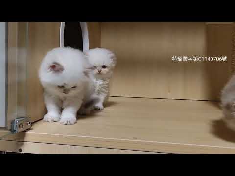 貓舍生活點滴影片