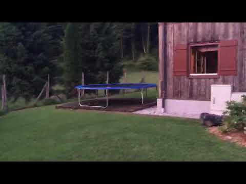 5 jahre alter zahmer Hirsch