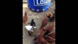 Chicken feeder fly bucket is working!!!