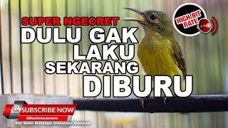 Download lagu 🔴 Masteran Kolibri Manggar Betina Gacor Ngeret Panjang❗️ mp3