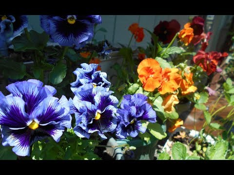 download lagu mp3 mp4 Can You Eat Pansies, download lagu Can You Eat Pansies gratis, unduh video klip Can You Eat Pansies