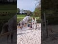 Poney fran&ccedil;ais de selle PP