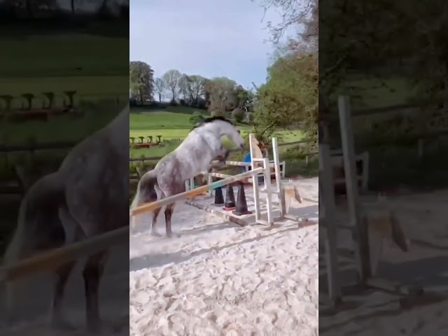 Poney fran&ccedil;ais de selle PP