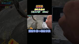 超簡単！釣った魚（カンパチ　40㎝）を鮮度を保つ方法で保存してみた。#shorts #釣り #ショアジギング