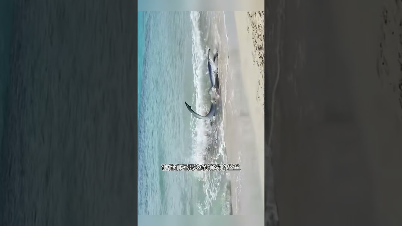 鲨鱼突然冲向沙滩，把沙滩上的游客都吓坏了