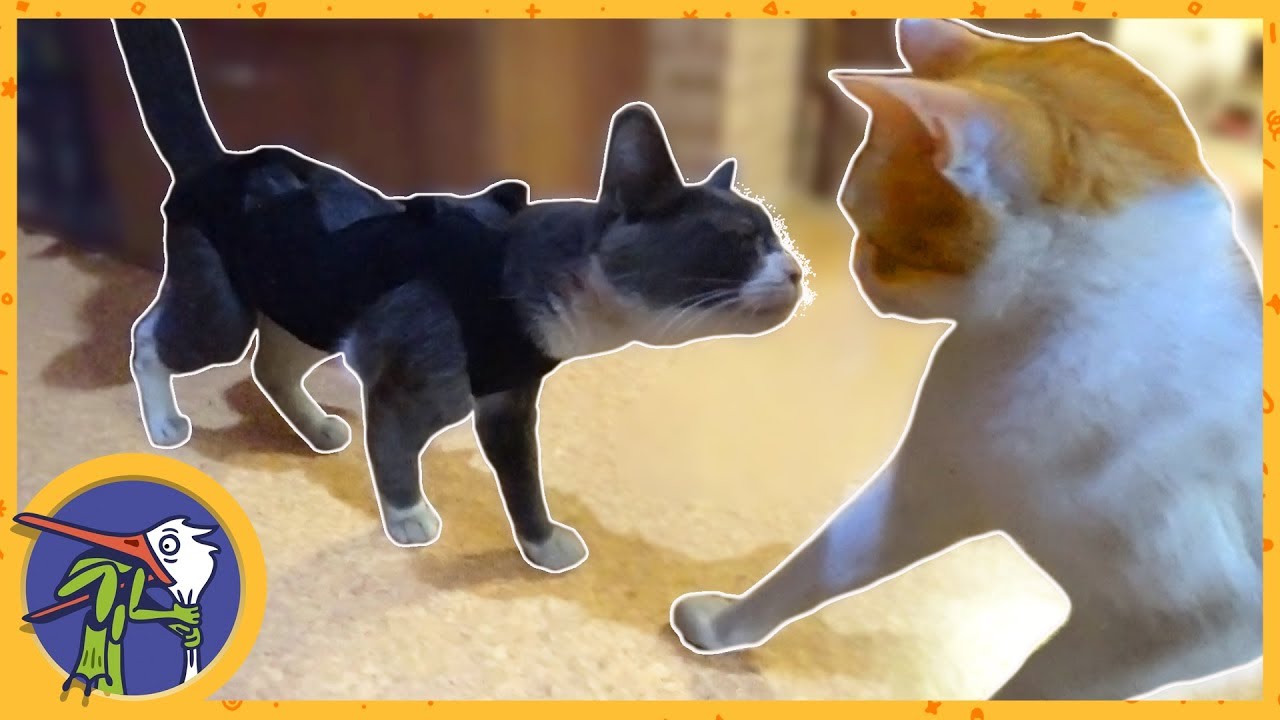 Кошечка без глаза поправляется. Перевязки, прогулка и спецпитание