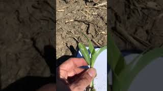 Missing the Thumbleaf in your Corn Crop?
