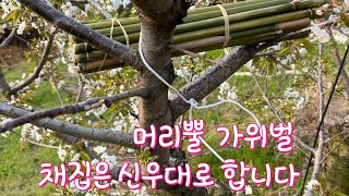 머리뿔가위벌 채집중입니다