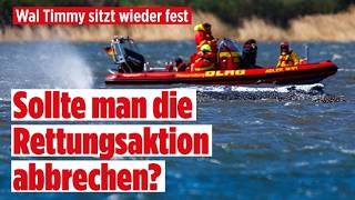 Ostsee-Drama: Wal Timmy sitzt wieder fest! „Da stimmt was nicht mit dem Tier!“ | Vertraulich