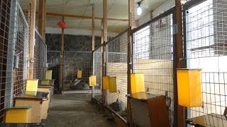 Содержание фландров в вольерах - зимние окролы