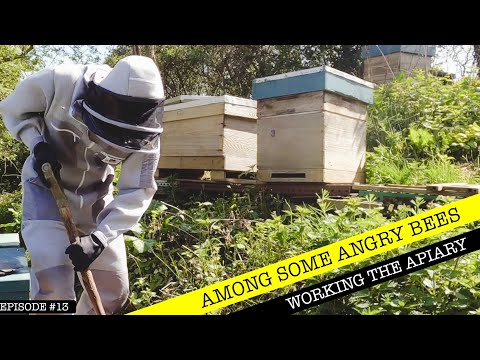 Working Among Angry Bees!