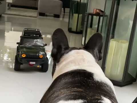 Scary Jimny #jimny #frenchie