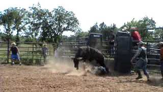 3yr old bucking bull, 713 Back In Black, Ferguson Bucking Bulls