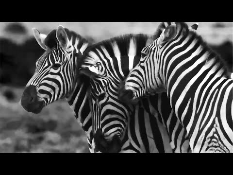 Amir Telem & Radical Fantasy - Vasudevaya [Organic House]