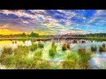 Frogs Croaking | 10 Hours of Ribbit Sounds | Sleep or Relax to Nature