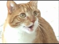 Mylo The Cat Responds To Haters