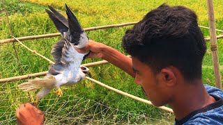 Boy Save Bird From Net ,white-tailed kite