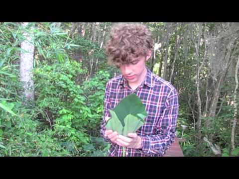 Rivers and Tides Parody