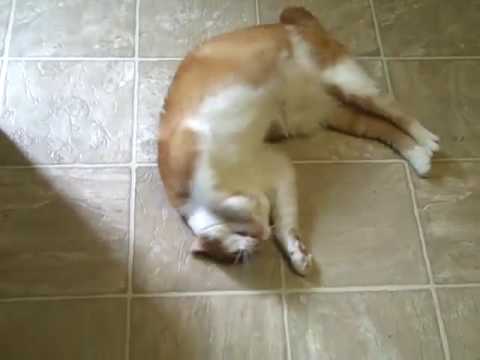 Rasheed Wallace (the cat) looks for attention