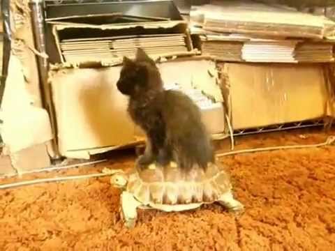 賴皮貓咪 由龜仙人背住行
