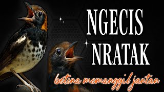 Download lagu Anis kembang betina memanggil jantan || betina cas || Pembangkit emosi‼️ mp3