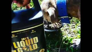Liquid gold dogs supplement and XL bully..