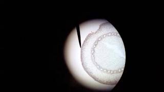 microscopic monocot root anatomy, cross section #darrellbarnes #darrelldbarnes