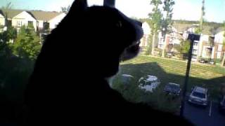 preview picture of video 'Cat Chattering Meowing at Birds - Cats Do Talk!'