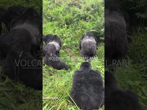 Gorilla Trekking Experience (close encounter) Mountain gorilla trekking in Rwanda