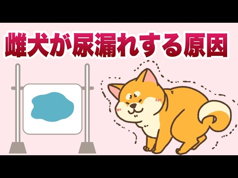 犬の尿失禁 - 原因と治療法