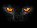 Martin Garrix Animal Whatsapp Status