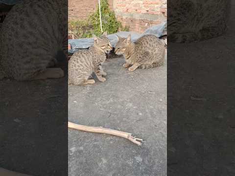 cats are what talking about 🐈😺🥰 #cat #catlover #kitten #trending  #meow #animal  #catentertainment