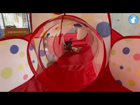 Playful Cats and Heartfelt Moments at Tahira Animal Welfare Foundation! 🐈✨